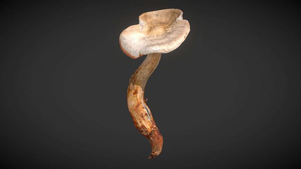 mushroom 01 3d model