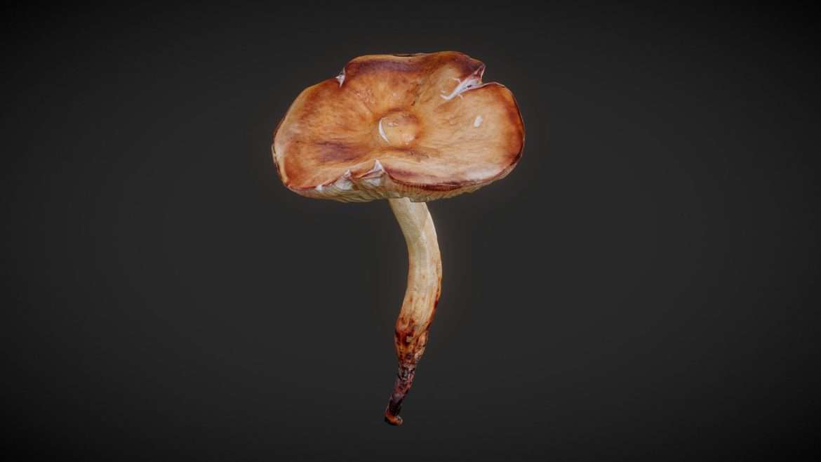 mushroom 02 3d model