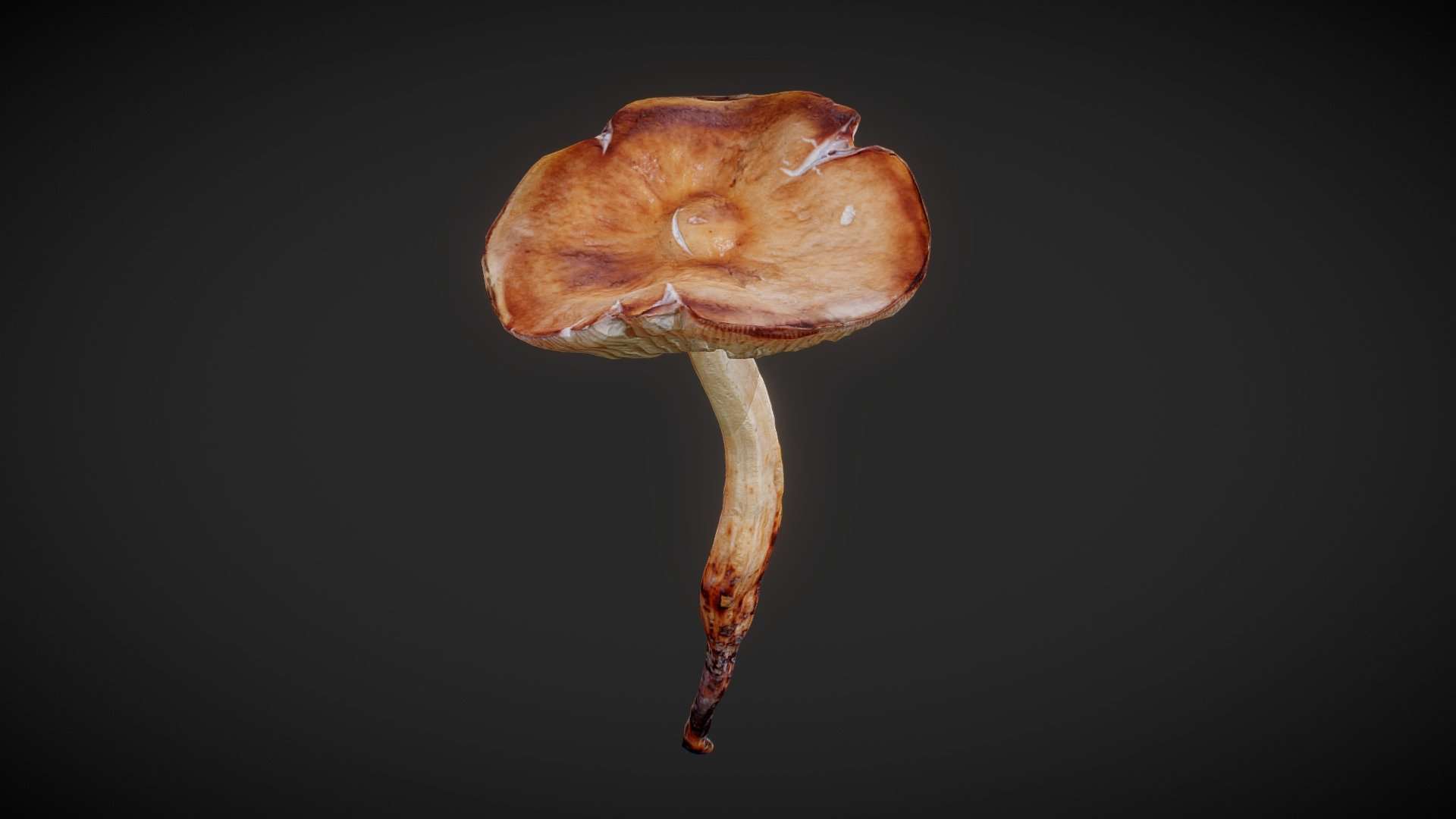 Mushroom 02