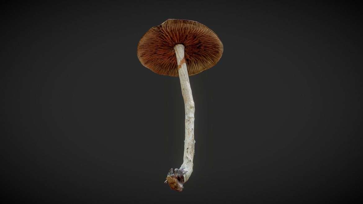 mushroom 03 3d model