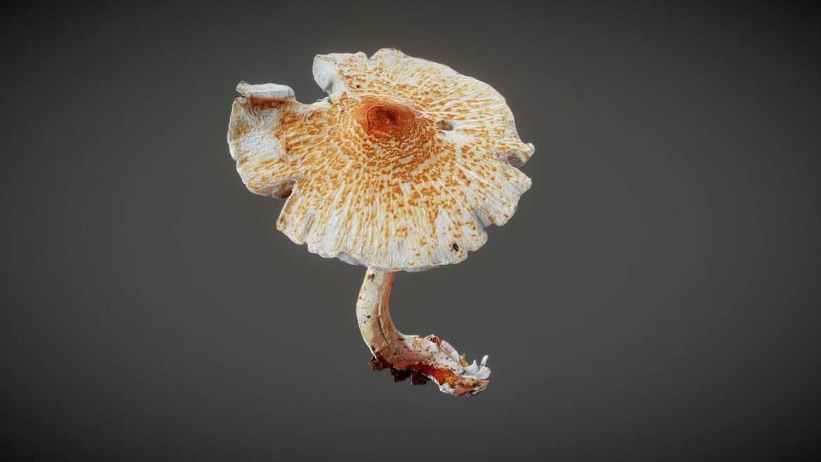 mushroom 04 3d model