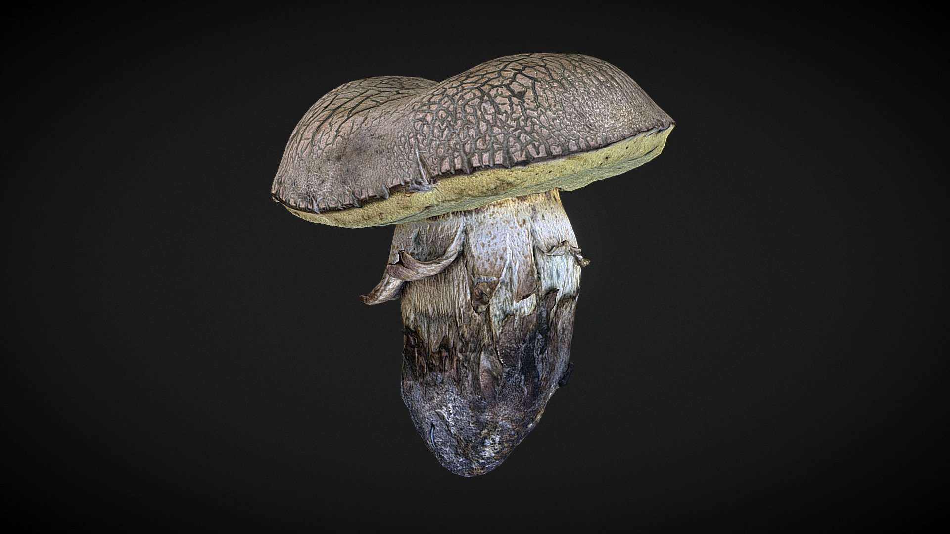 mushroom 15