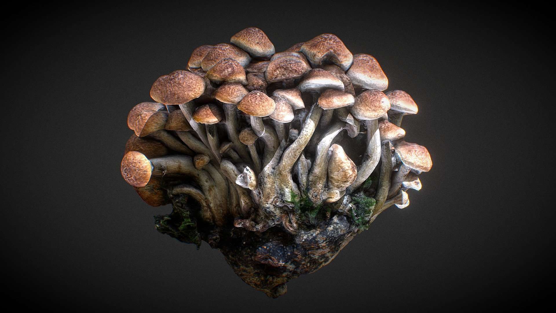 Mushroom strain
