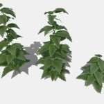 Nettle