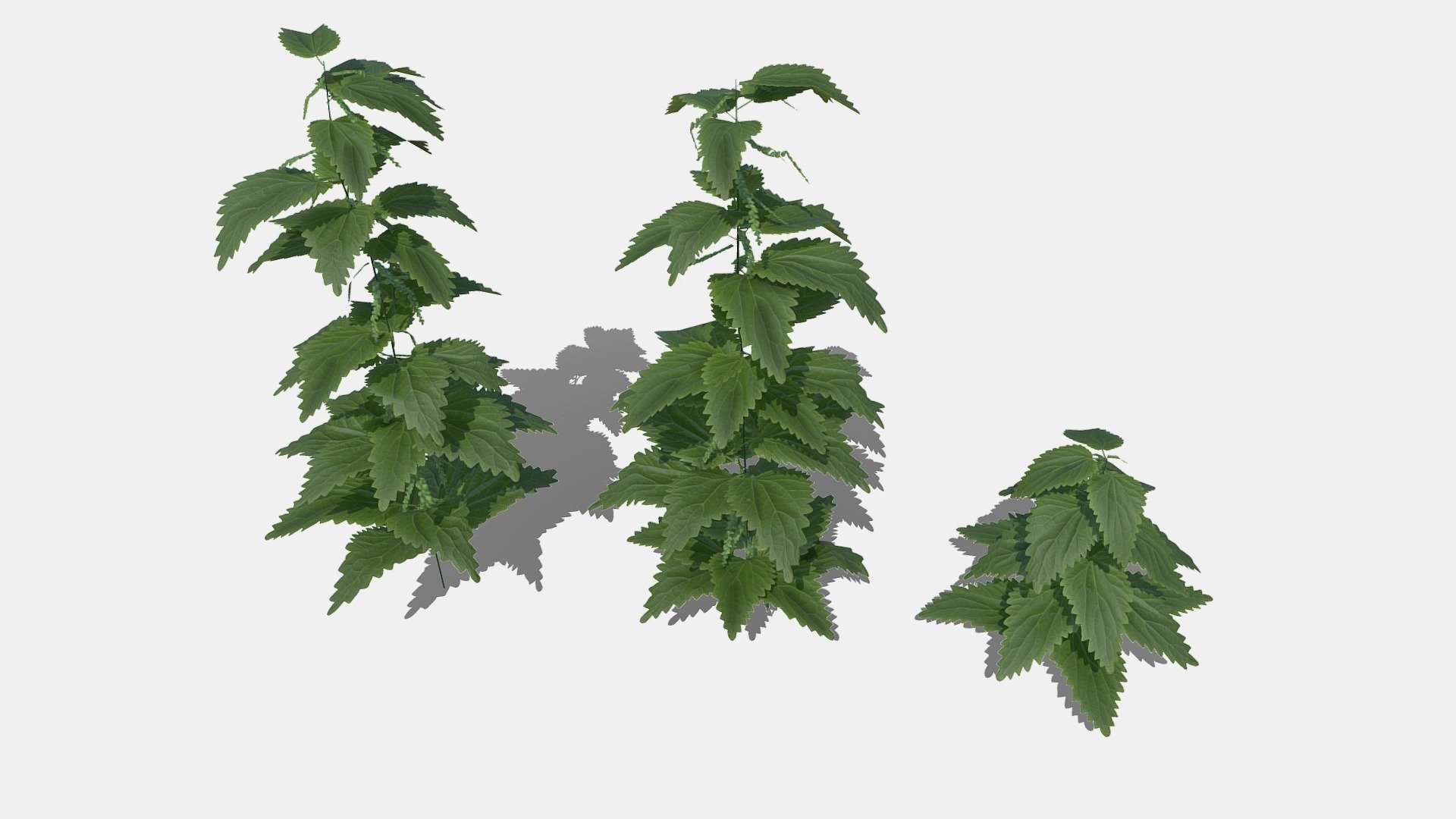 Nettle