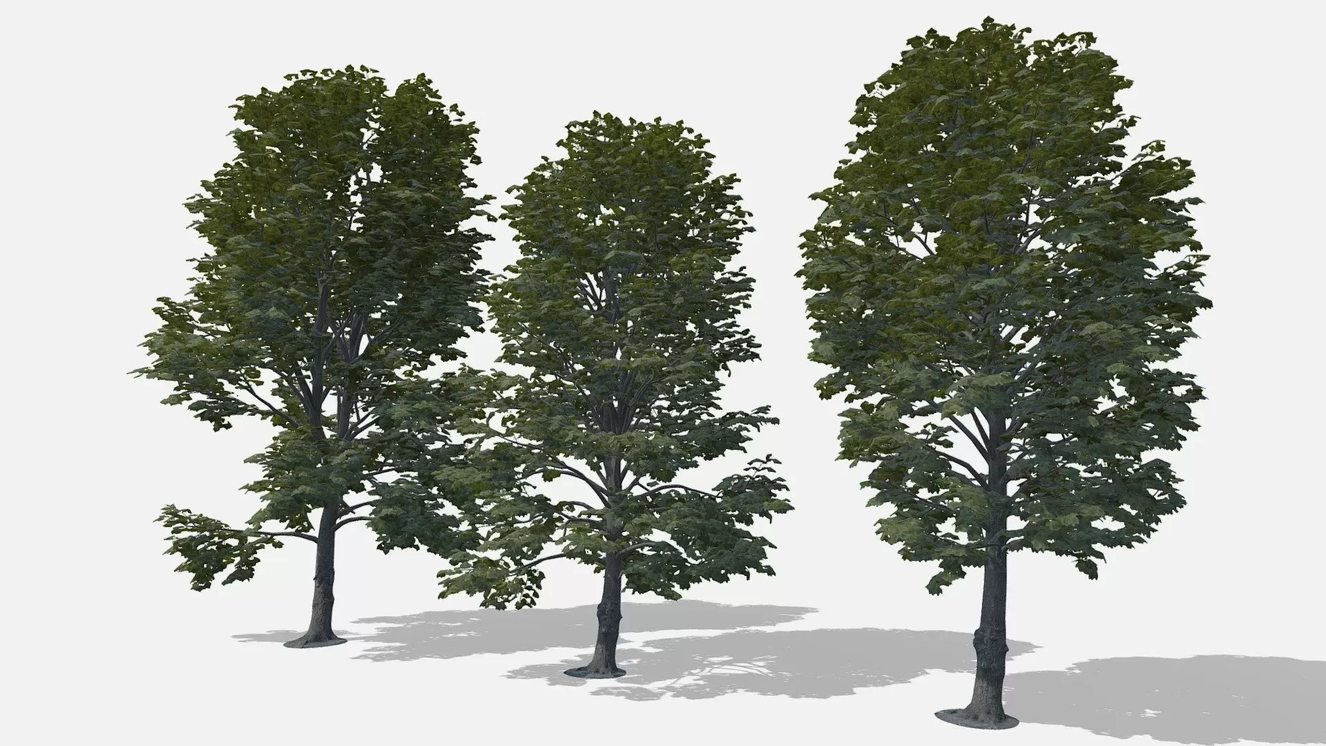 Oaks