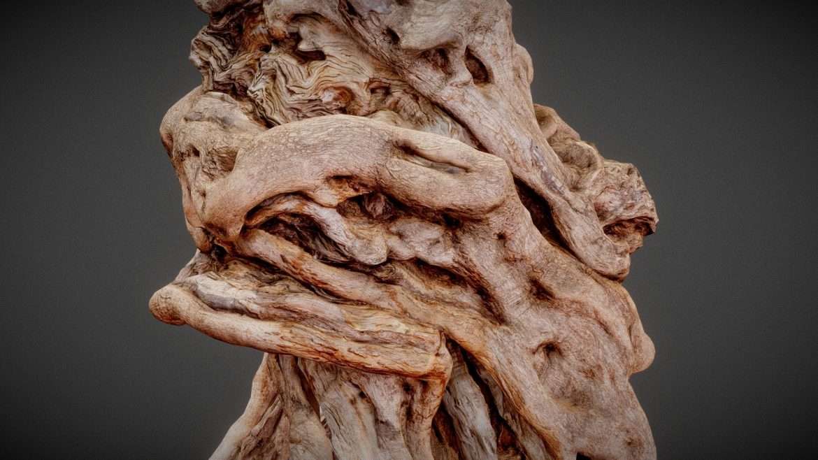 olive tree trunk 3d model