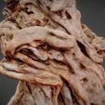 olive tree trunk 3d model
