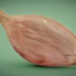 Onion