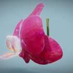 Orchid 2
