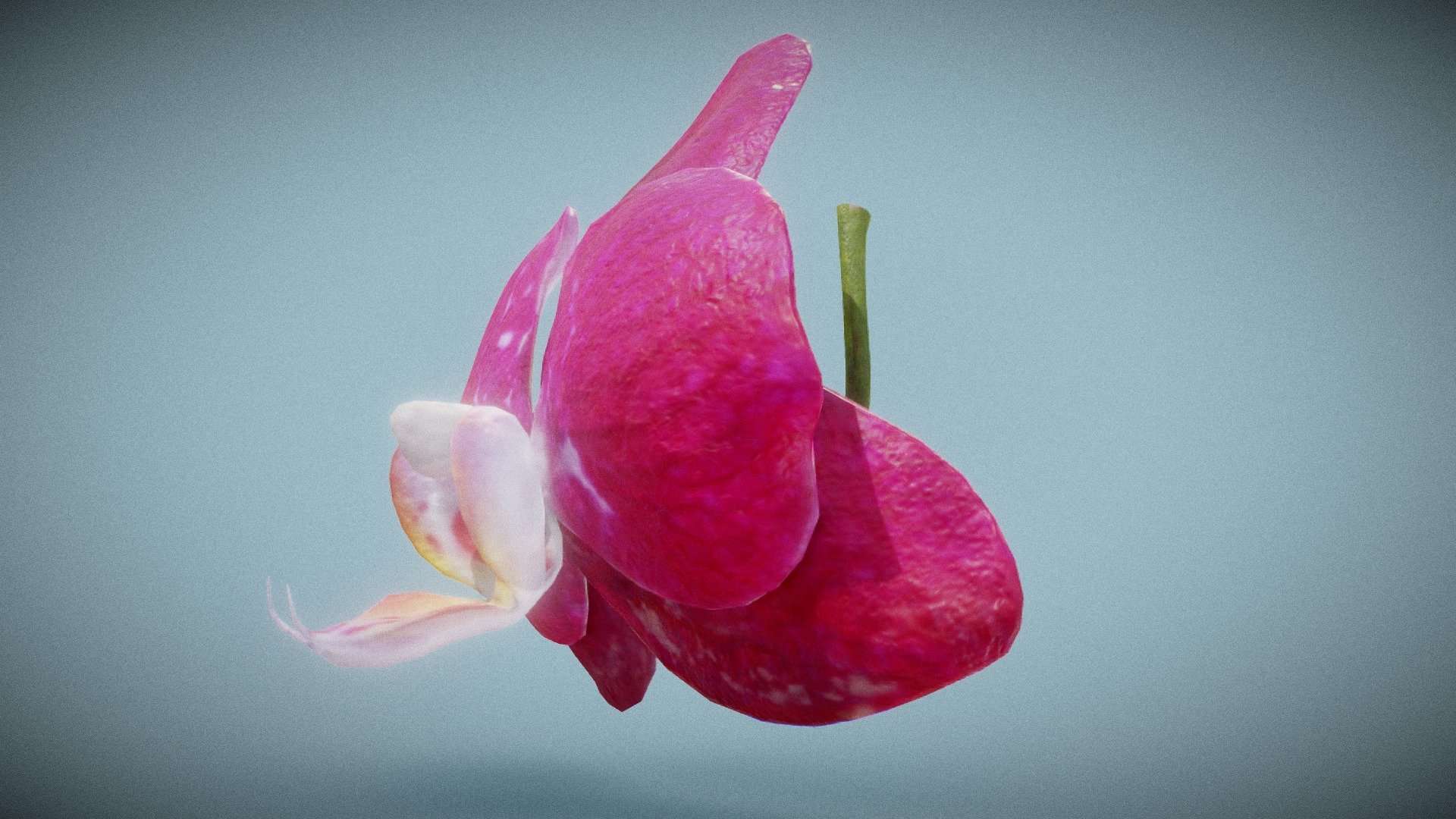 Orchid 2
