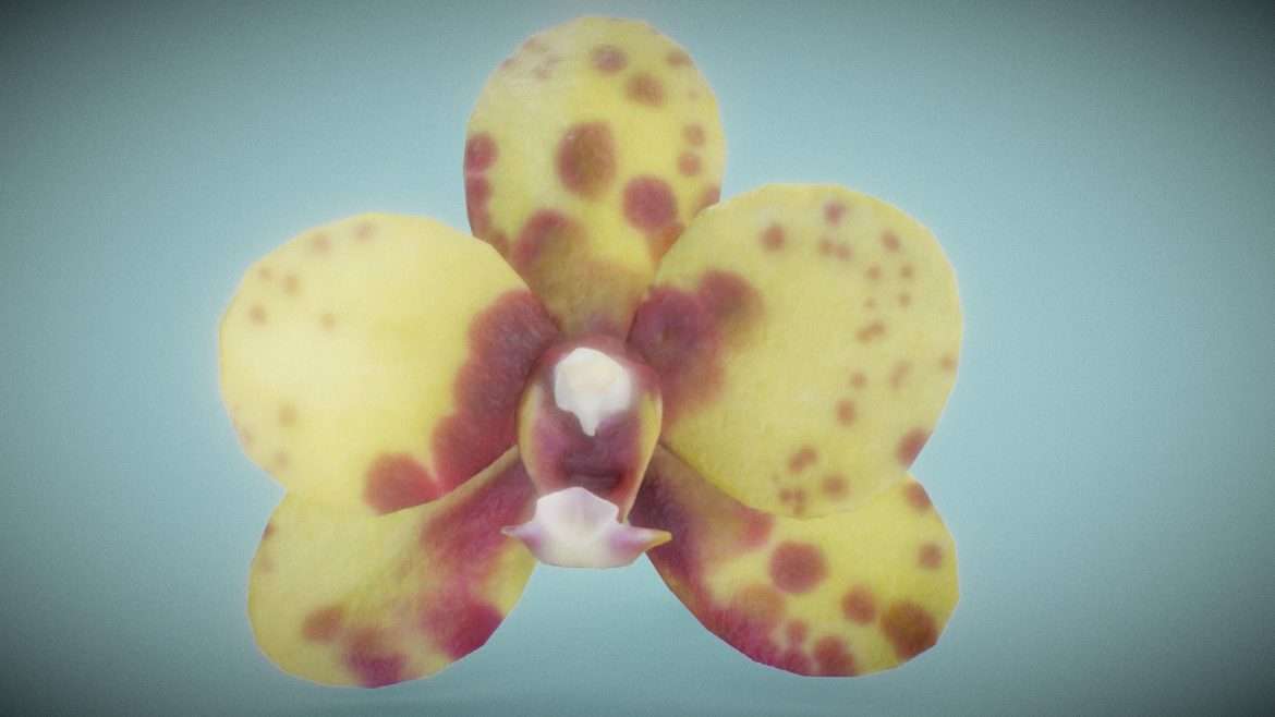 orchid 4 3d model