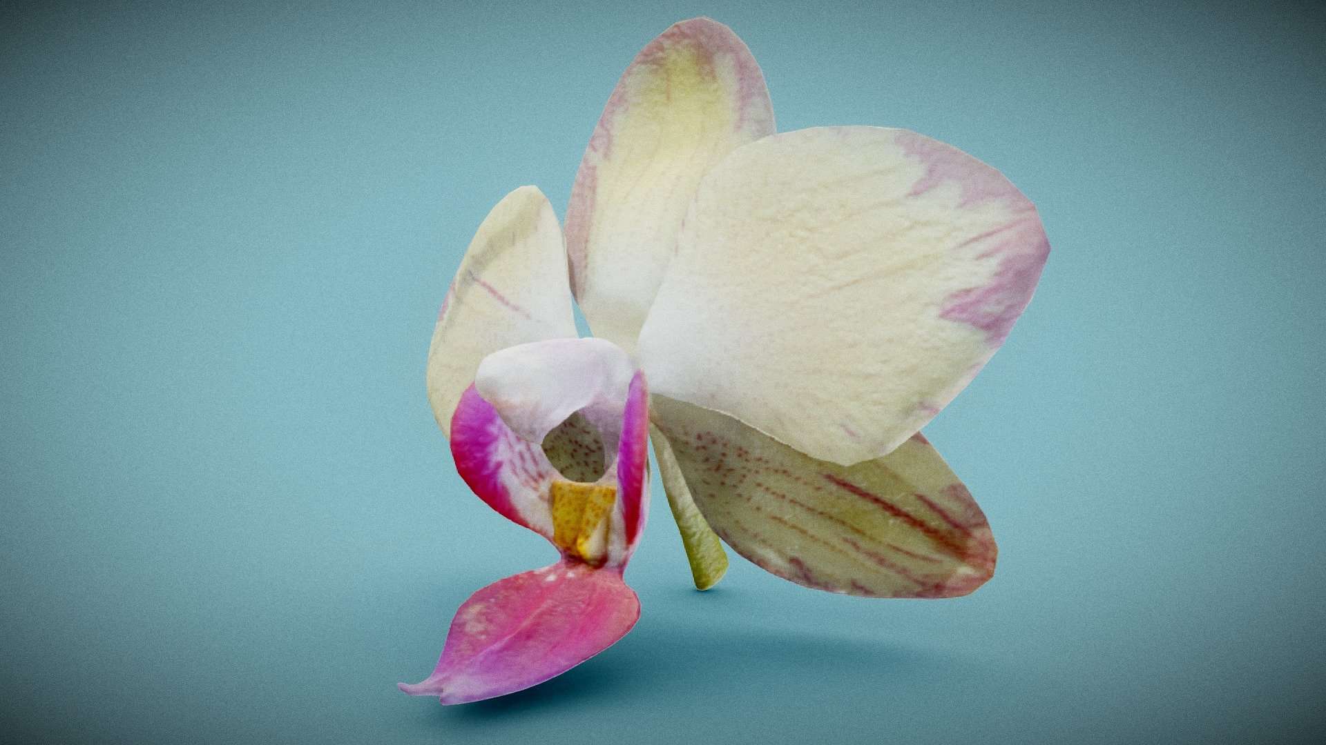 Orchid 5