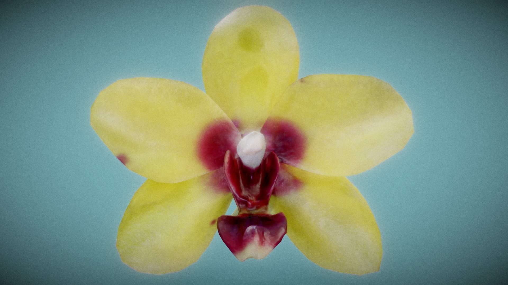Orchid 6