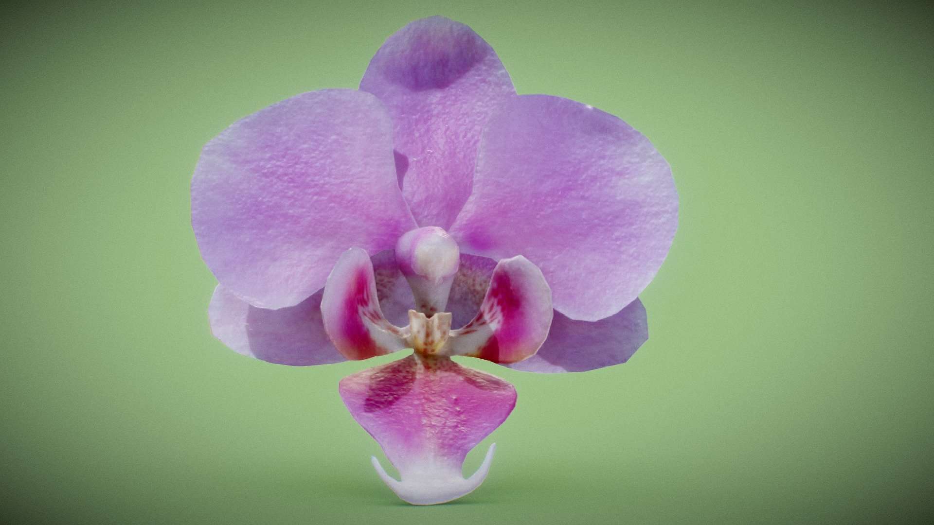 Orchid 7