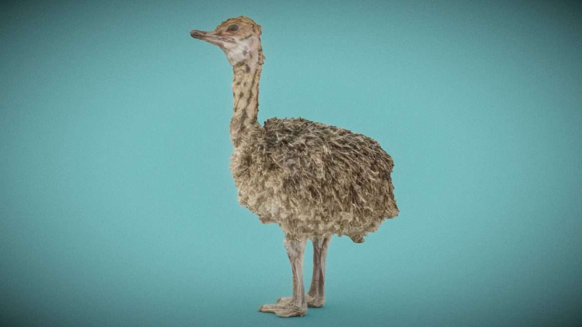 ostrich baby 3d model