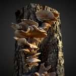 oyster mushroom fungi 3d model