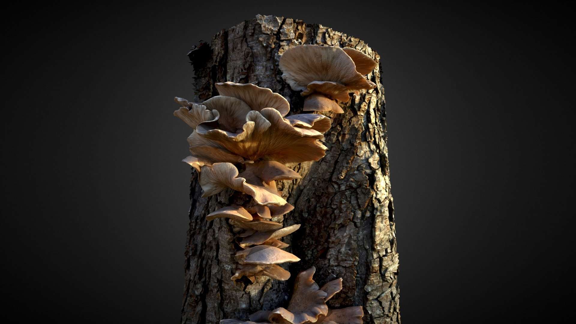 Oyster Mushroom / Fungi