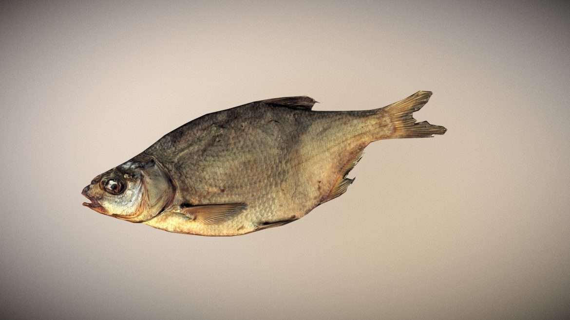photo realistic low poly scanned big dried fish 3d model