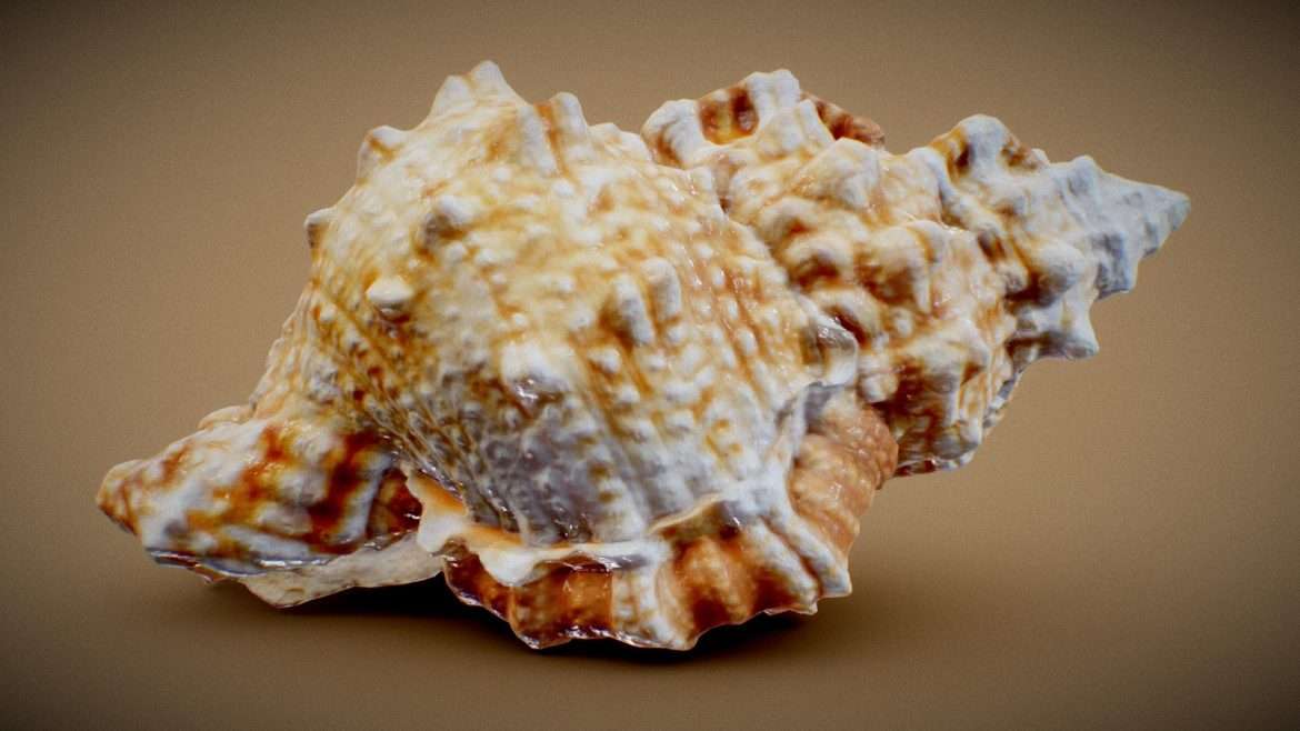 pink shell 3d model