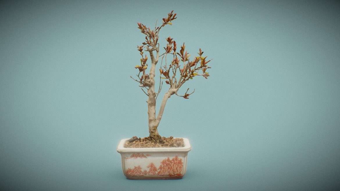 punica granatum 3d model