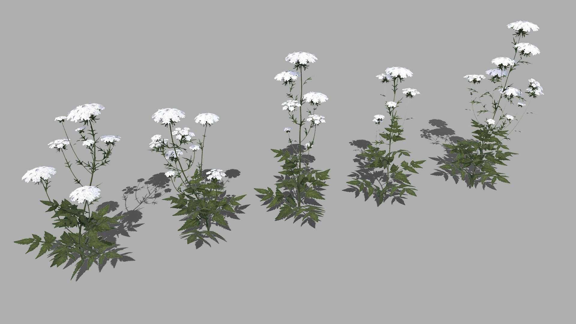 Queen Anne Lace
