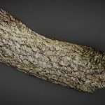 River Bark