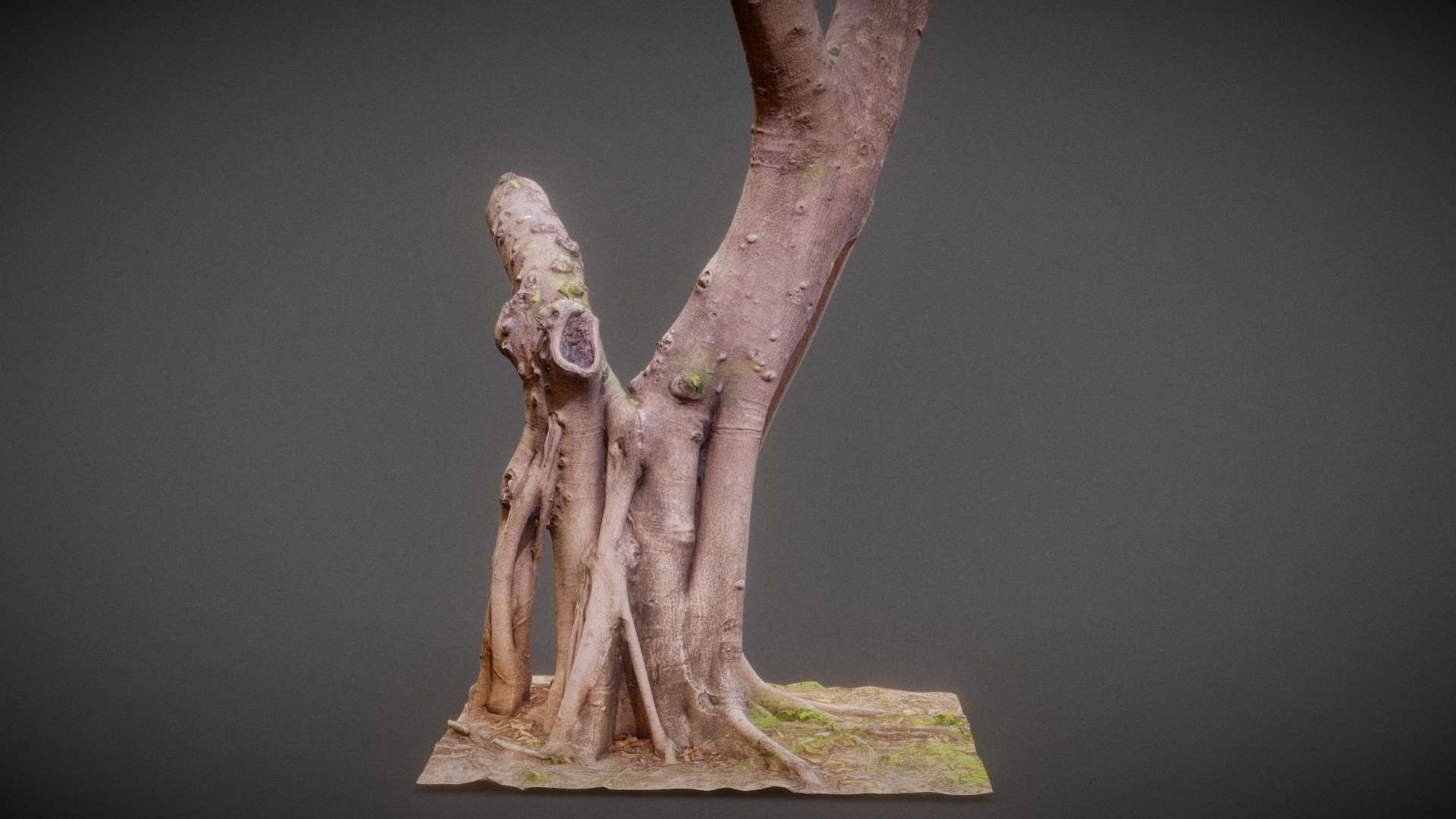 Road Tree