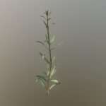 Rosemary