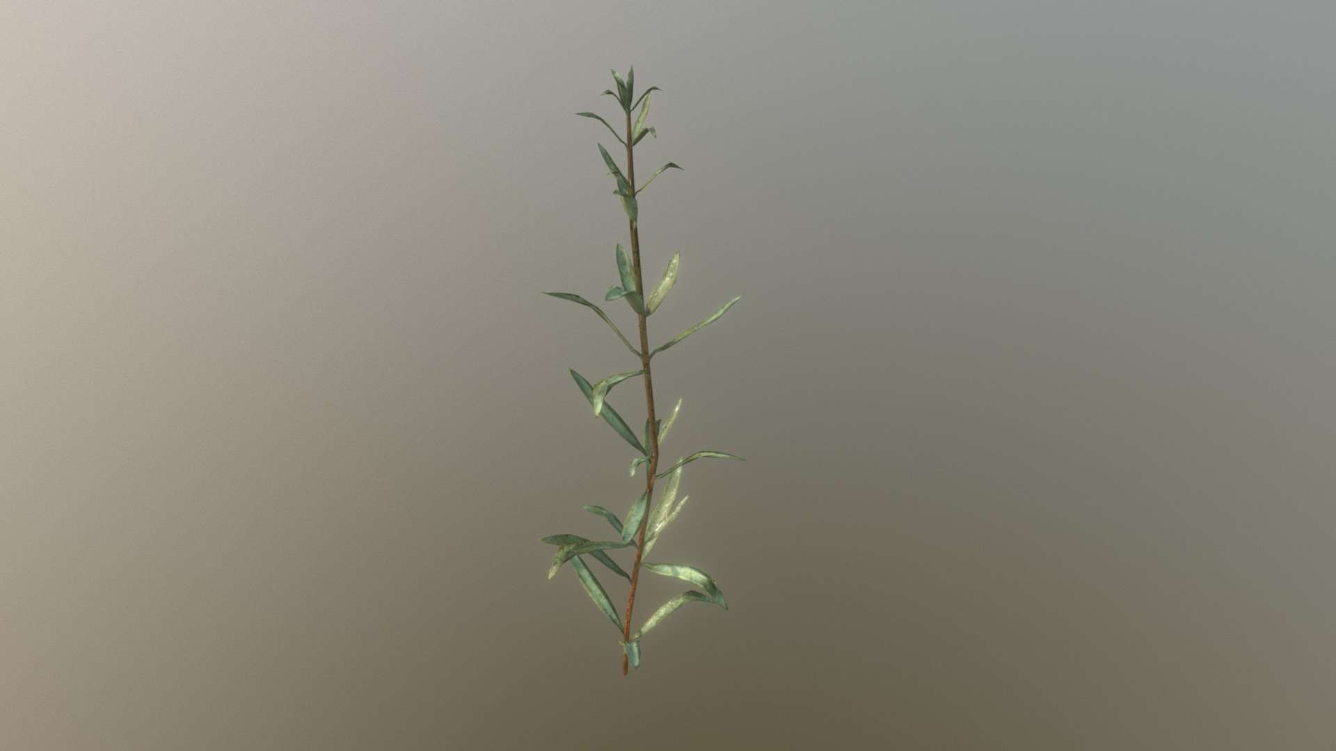 Rosemary