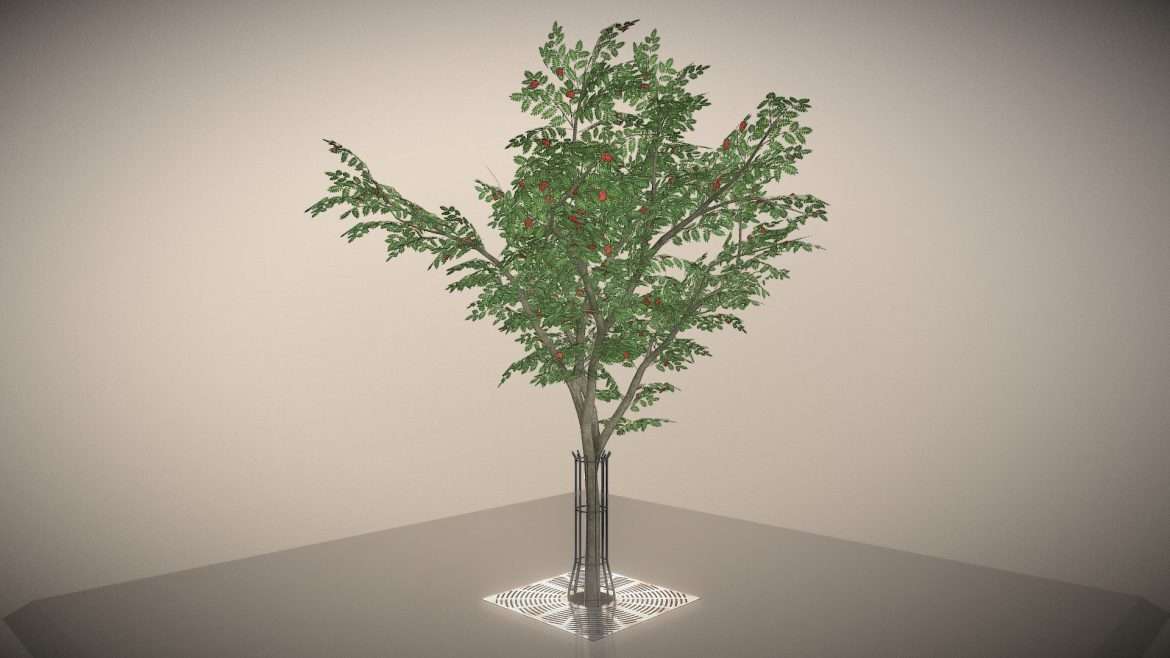 rowan with tree guards and tree grille 3d model
