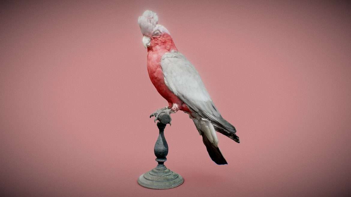 roze kaketoe 3d model