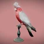 Roze Kaketoe