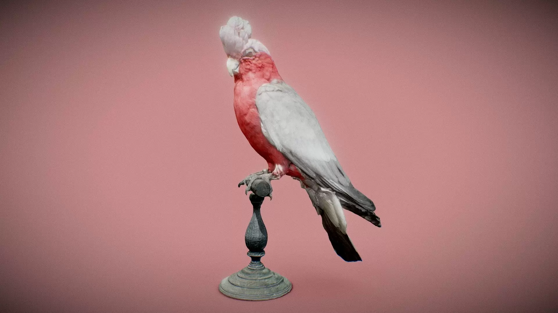 Roze Kaketoe