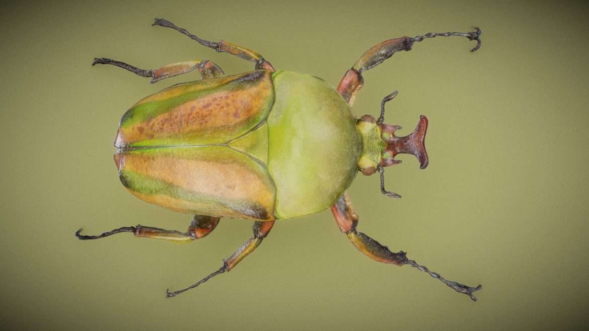 rozenkever 3d model