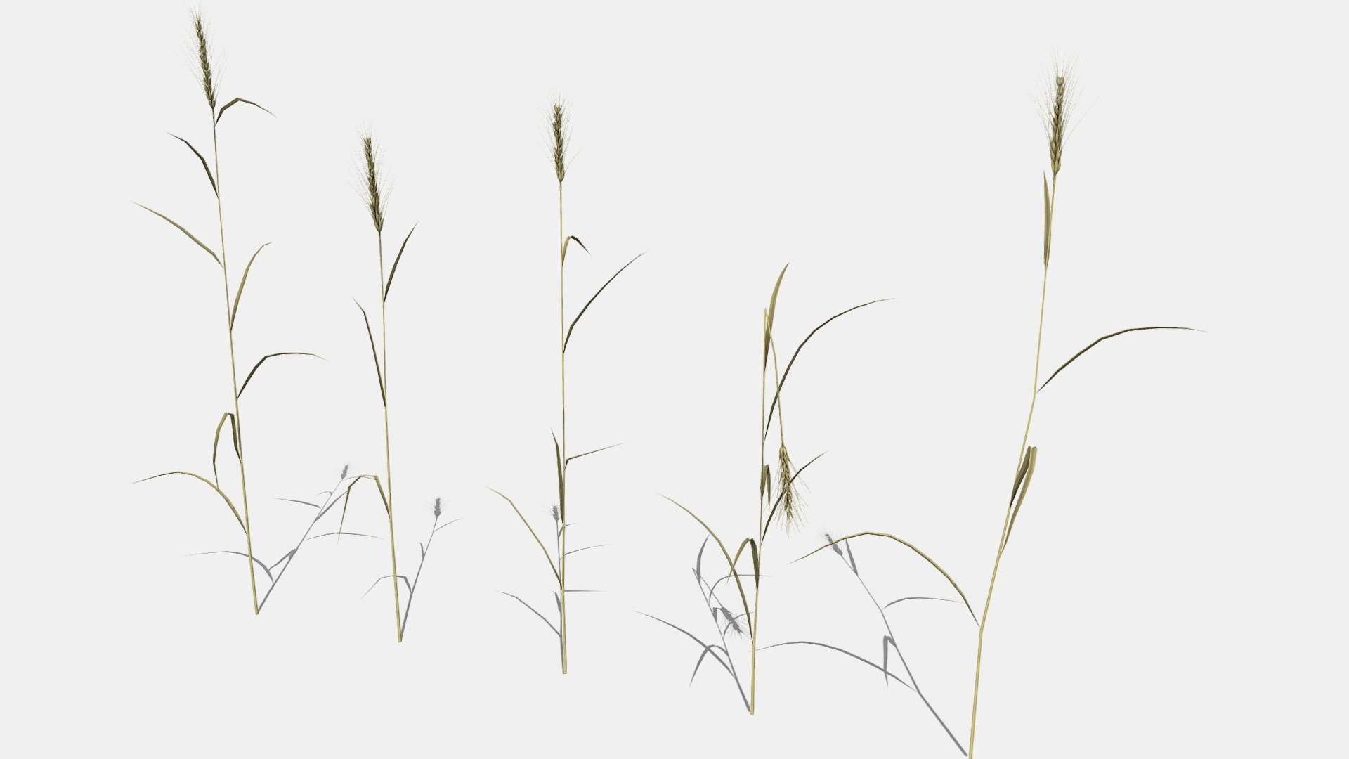 Rye