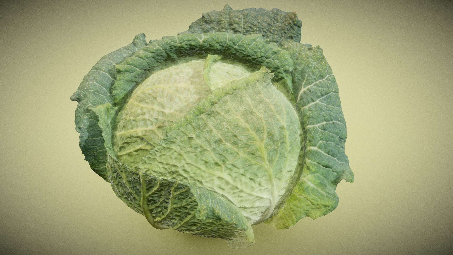 Savoye Cabbage