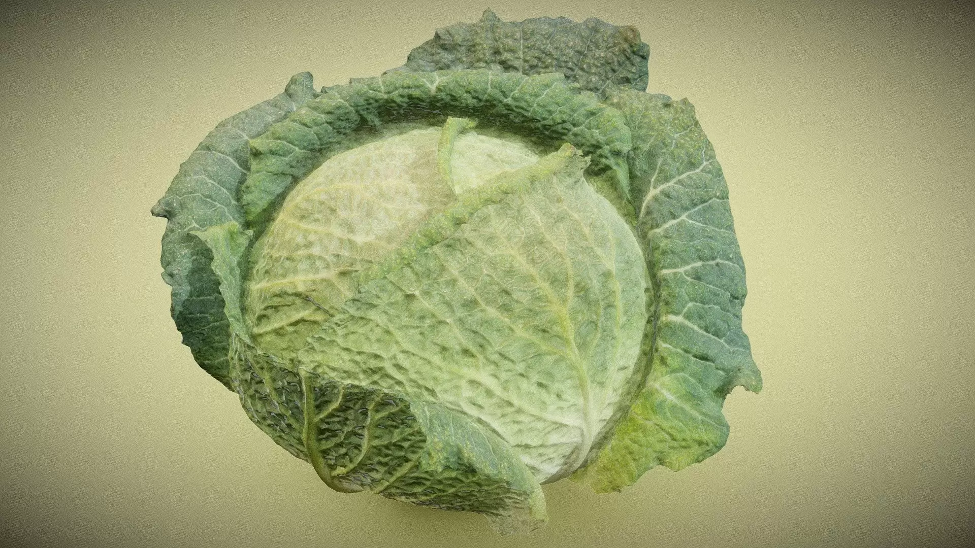 Savoye Cabbage