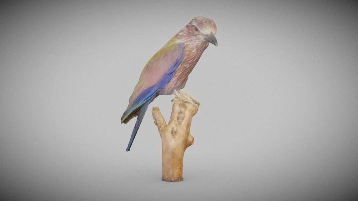 Taxidermy Scharrelaar 3d Model - Photorealistic 3D model of a taxidermy European Roller (Scharrelaar) bird, showcasing intricate feather detail and natural posing.