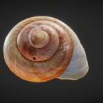 Shell 03