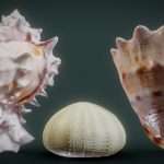 shell collection 3d model