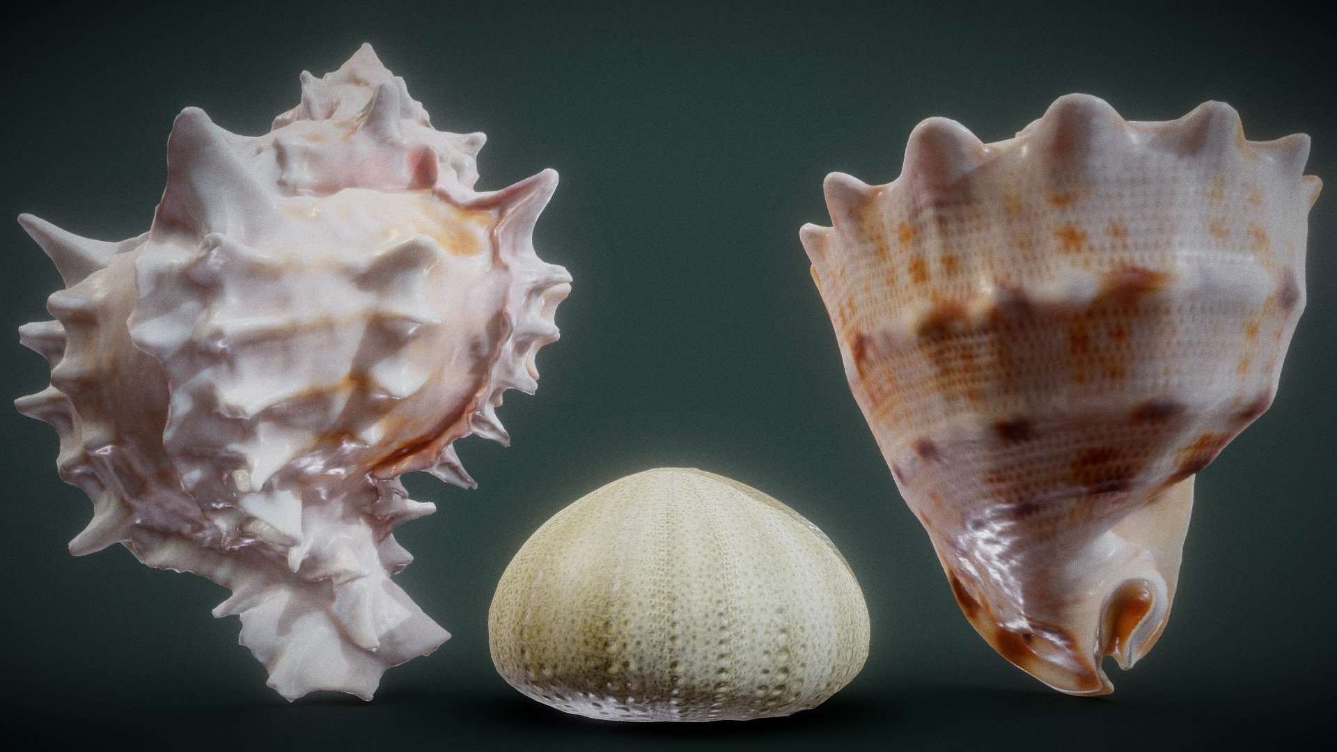 Shell Collection