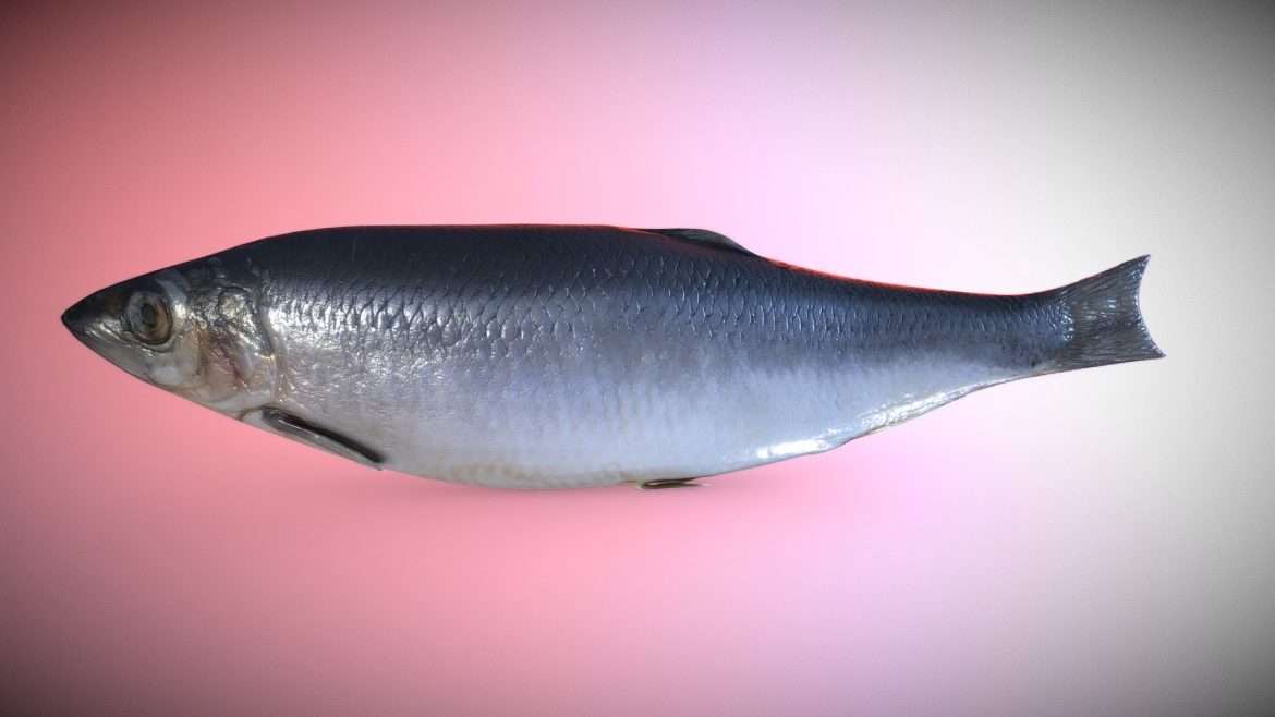 smiley dead fish 3d model
