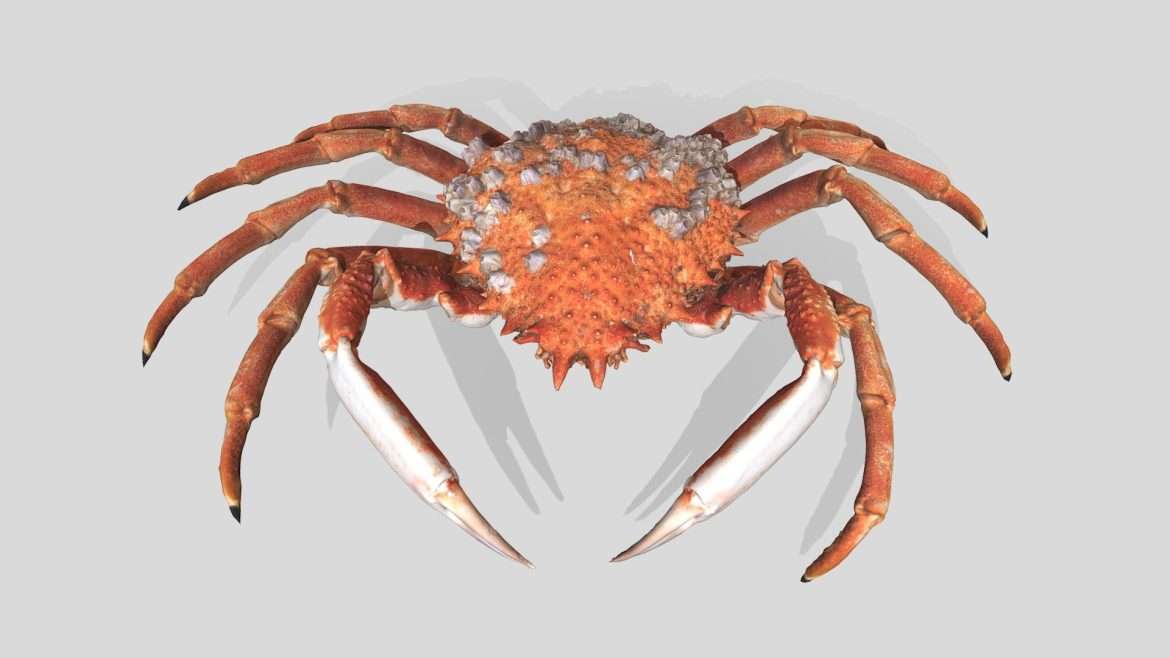 spider crab 3d model
