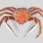 Spider crab
