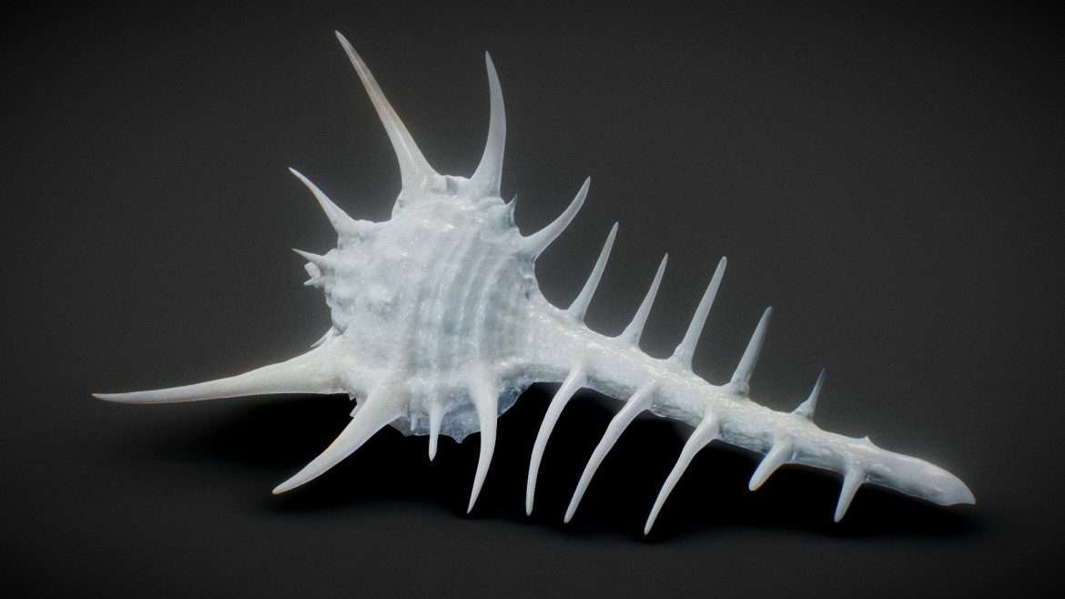 spiky shell 3d model
