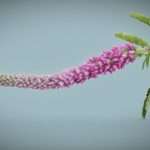 summer lilac buddleja davidii butterfly bush 3d model