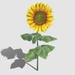 sunflower 3d model