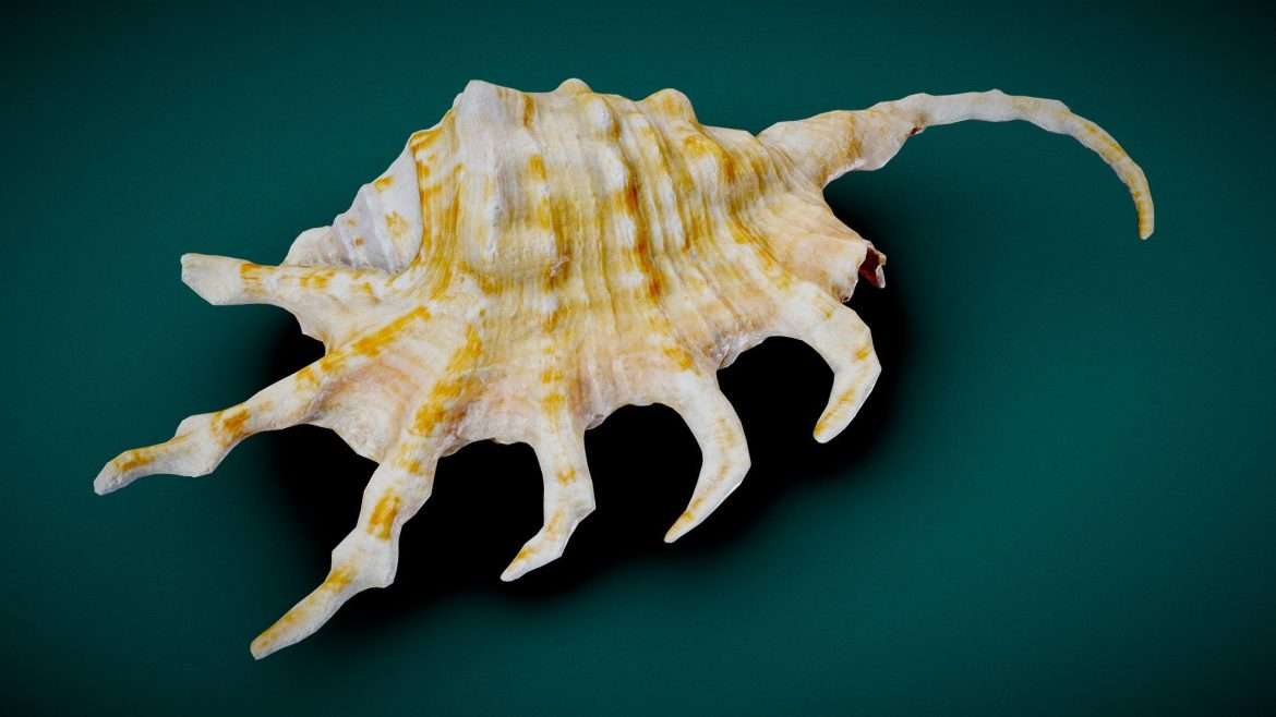 tail shell 3d model