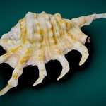 Tail Shell